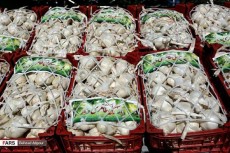  صیفی | سیر سیر معمولی