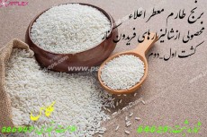  غلات | برنج ایرانی و خارجی