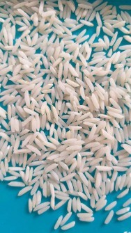  غلات | برنج هاشمی گیلان و طارم عطری کشت دوم