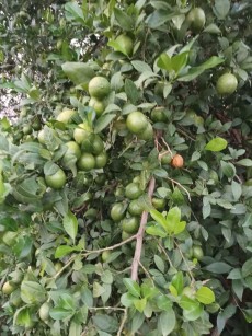  میوه | لیمو ترش لیمو صفره یا مجلسی