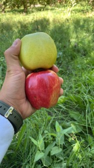  میوه | سیب زرد و قرمز صادراتی