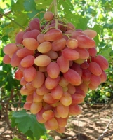 میوه | انگور  انگور سرخ فخری