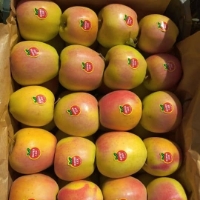  میوه | سیب سیب زرد صادراتی