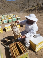  دامپروری | عسل عسل طبیعی 40 گیاه
