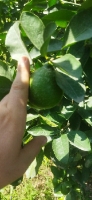  میوه | لیمو ترش پرشین لایم