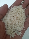  غلات | برنج فجر شیرودی ندا