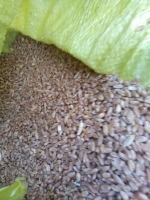  غلات | گندم گندم بذری روشن