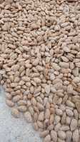  خشکبار | بادام سنگی شیرین تازه