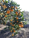  میوه | نارنگی نارنگی محلی