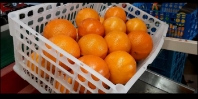  میوه | پرتقال پرتقال تامسون و توسرخ صادراتی