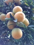  میوه | پرتقال پرتقال مارس ارلی