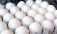  مواد پروتئینی | تخم مرغ تخم مرغ سفیدصادراتی