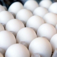  مواد پروتئینی | تخم مرغ تخم مرغ