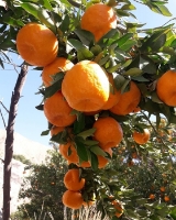  میوه | نارنگی نارنگی درجه یک منطقه سیاهو هرمزگان