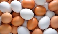  مواد پروتئینی | تخم مرغ تخم مرغ سوپرلوکس در وزن های متنوع