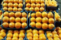  میوه | پرتقال تامسون و خونی