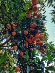  میوه | پرتقال محلی برگی و تامسون