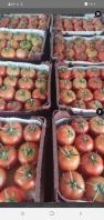  صیفی | گوجه گوجه گلخانه وبوتهای باتناژبالا