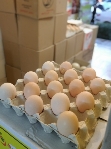  مواد پروتئینی | تخم مرغ تخم مرغ بومی