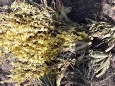  بذر و نهال | گل و گیاه ماهور خرگوشی