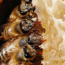  دامپروری | عسل عسل طبیعی نمدار