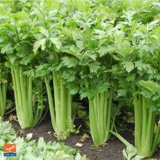  صیفی | کرفس کرفس