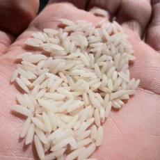  غلات | برنج طارم محلی شمال