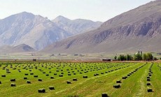  دامپروری | یونجه یونجه