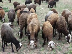 مواد پروتئینی | فرآورده گوشتی گوسفند زنده