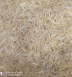  غلات | برنج شالی طارم دم سیاه فجر سوزنی
