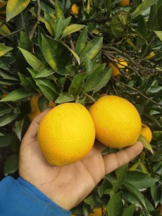  میوه | پرتقال پرتقال تامسون محلی نارنگی یافا رسمی