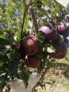  میوه | سیب سیب درختی