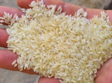  غلات | برنج برنج سونامسوری شبیه عنبربو