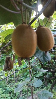  میوه | کیوی کیوی بذر هایوارد