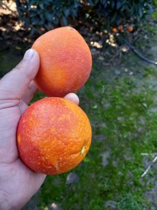  میوه | پرتقال پرتقال تامسون وپرتقال توسرخ