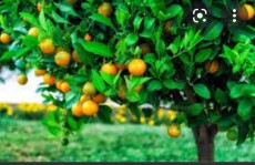  میوه | پرتقال پرتقال خونی