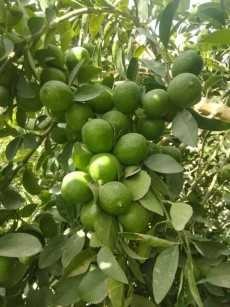  میوه | لیمو ترش پرشین معمولی