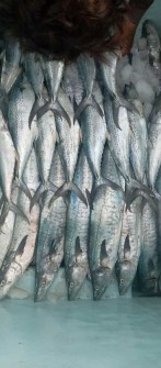  مواد پروتئینی | ماهی ماهی