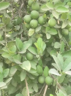  میوه | لیمو ترش لیموترش درشت ابدار