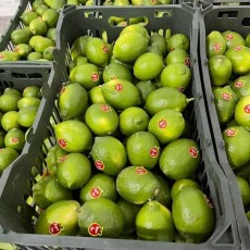  میوه | لیمو ترش لیموسنگی