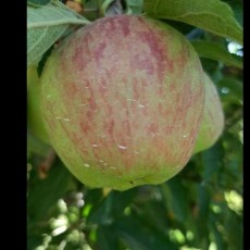  میوه | سیب سیب قرمز و سفید