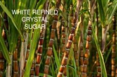  چاشنی و افزودنی | شکر شکر سفید تصفیه شده برزیلی