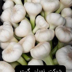  صیفی | سیر سیر درجه یک