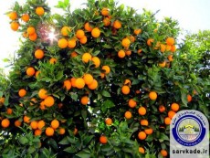  میوه | پرتقال تامسون نارنگی محلی