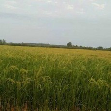  غلات | برنج هاشمی