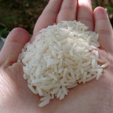  غلات | برنج هاشمی معطر درجه یک