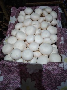  صیفی | قارچ قارچ