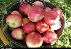  میوه | سیب قرمز لبنانی پاییزه