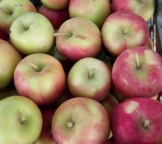  میوه | سیب دو رنگ فرانسوی