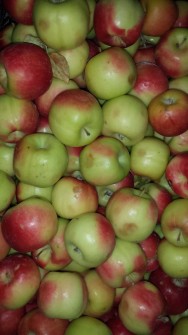  میوه | سیب سیب درجه 3 سیب ترش کوچک